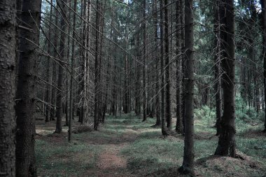 Çam ormanı. Bir ormanın derinliklerinde. Orman yolları ile yolculuk. T