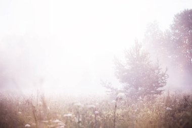 Sahada sis var. Beyaz sis ile Akşam doğa yaz.