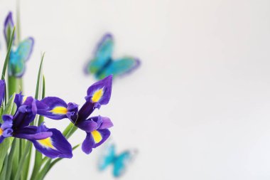 Beyaz bir arka plan üzerinde mor süsen