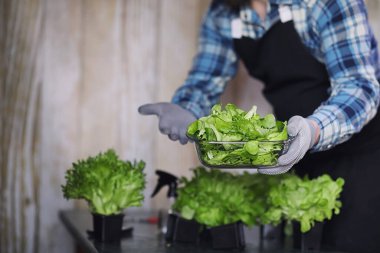 Çiftçi taze marul yaprakları lezzetli d hazırlanması için büyür