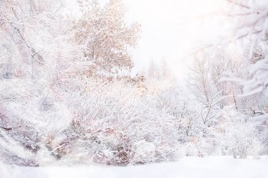 Kış manzarası. Karların altındaki orman. Parkta kış.