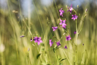 Yatay yaz mevsimindeyiz. Yeşil ağaç ve otların arasında kırsal arazi