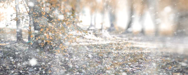 Fondo parque de otoño en la primera nieve — Foto de Stock