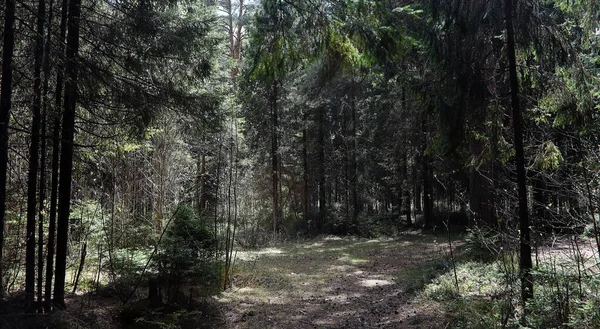 소나무 숲입니다. 숲 깊이 숲 경로 통해 여행입니다. T — 스톡 사진