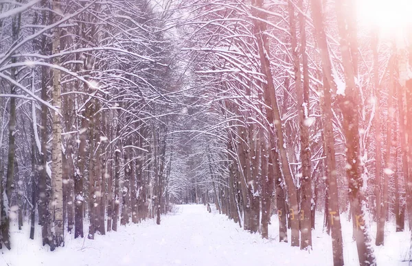 Um conto de fadas de inverno, uma jovem mãe e sua filha montam um trenó — Fotografia de Stock