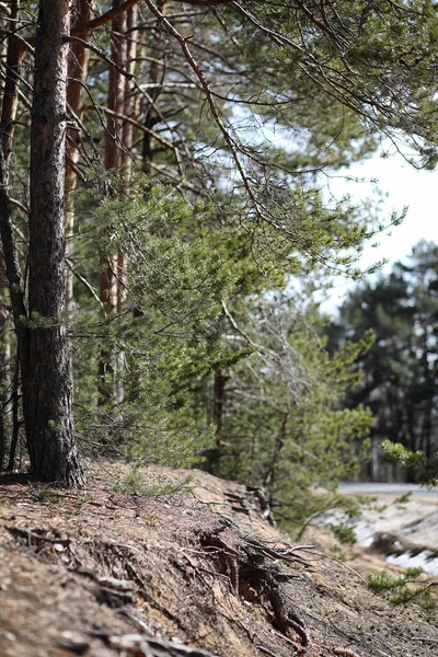 Borový les na začátku jara pod sněhem. Forest OSN — Stock fotografie