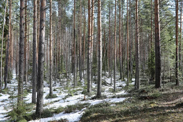 Dennenbos in het begin van de lente onder de sneeuw. Forest un — Stockfoto