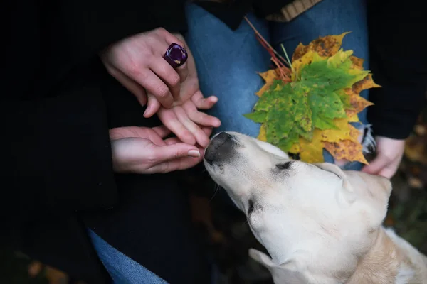 Jong Meisje Een Wandeling Herfst Garde — Stockfoto