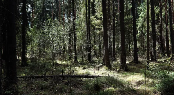 Hutan cemara. Kedalaman hutan. Perjalanan melalui jalur hutan. T — Stok Foto