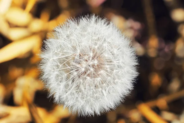 Natura autunnale. Foglie e cespugli con le foglie gialle nella p — Foto Stock