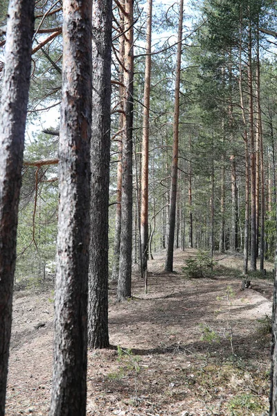 Çam ormanı içinde kar altında baharın başlangıcı. Orman BM