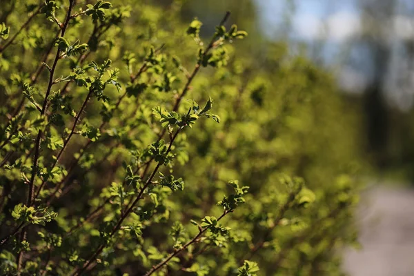 Spring nature. Leaves and bushes with the first green leaves in — Stock Photo, Image