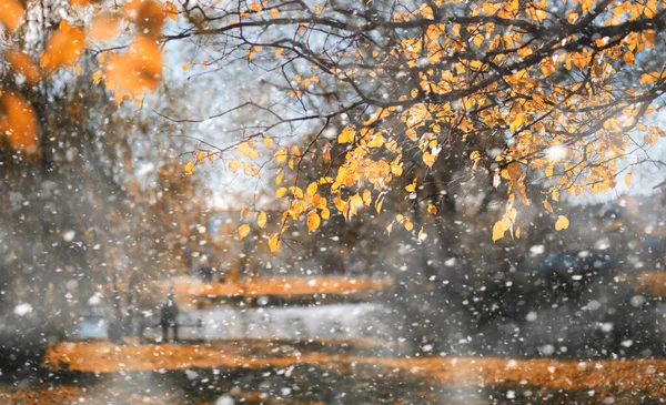 初雪の秋の公園 — ストック写真