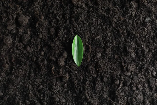 Benih di tanah. Persiapan biji untuk penanaman di musim semi — Stok Foto
