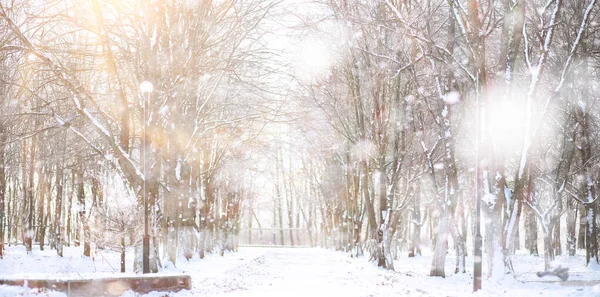 Winter Park. Krajina za sněhového počasí. Leden. — Stock fotografie