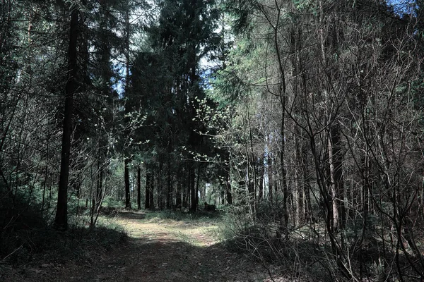 Hutan cemara. Kedalaman hutan. Perjalanan melalui jalur hutan. T — Stok Foto