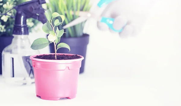 Planta em vaso em um transplante e cuidados — Fotografia de Stock