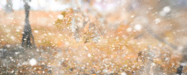 Background autumn park in the first snow — Stock Photo, Image