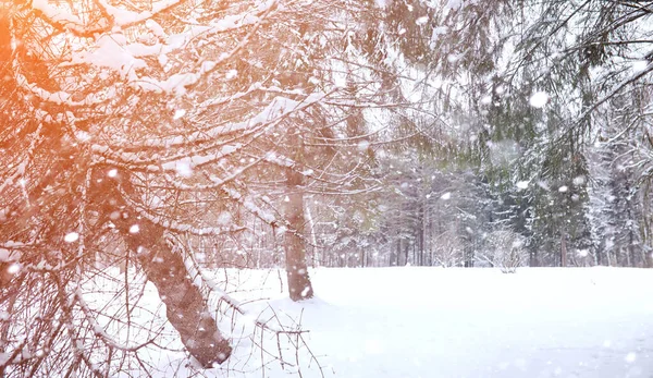 Zima Krajobraz snow pokryte połaci. Zima w parku — Zdjęcie stockowe