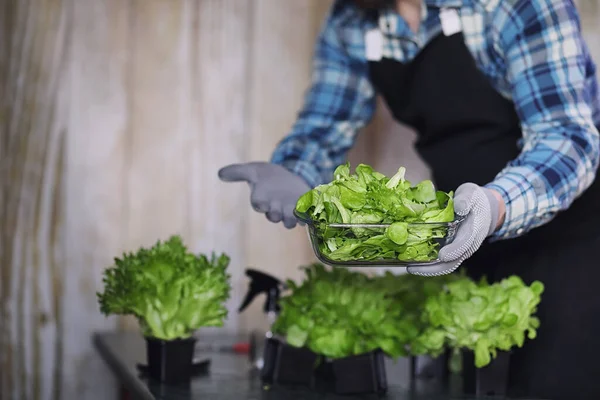 Çiftçi taze marul yaprakları lezzetli d hazırlanması için büyür