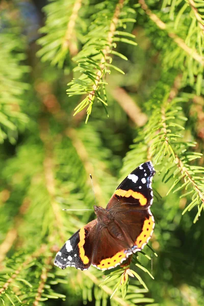 Petit Papillon Sera Assis Sur Arbre Dans Soirée Printemps — Photo