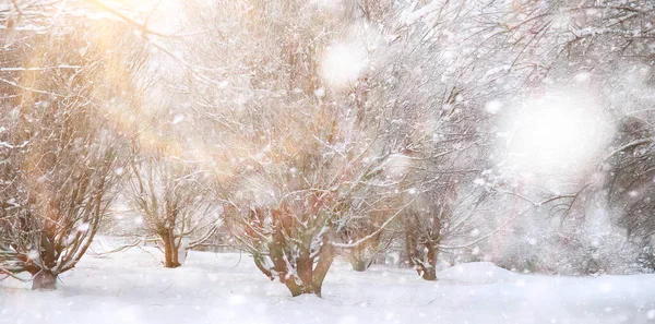 Winter Park-ban. Tájkép havas időben. Január. — Stock Fotó