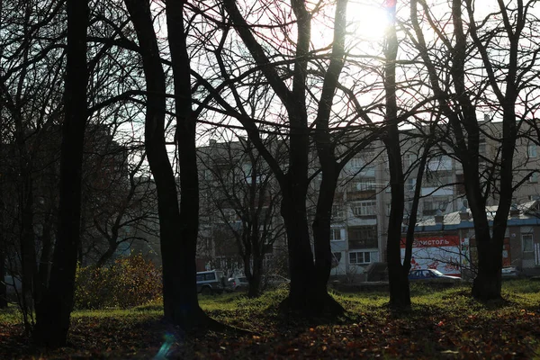 Autumn park trees bare — Stock Photo, Image