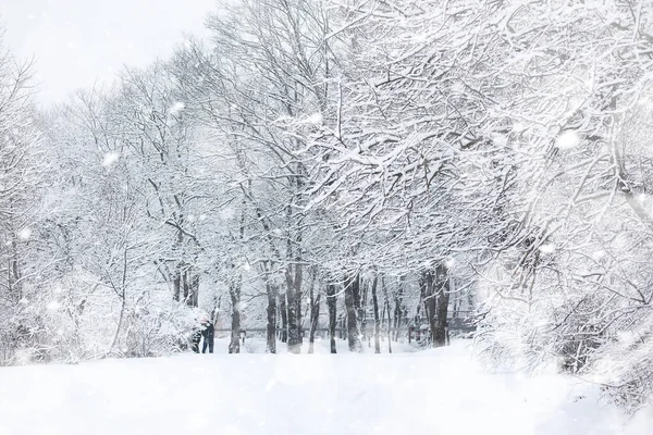 Paisaje invernal. Bosque bajo la nieve. Invierno en el parque . — Foto de Stock