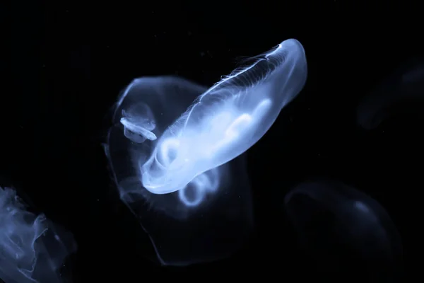 Blue jellyfish swim under water — Stock Photo, Image