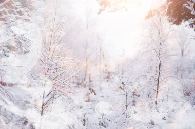 Kış manzarası. Karların altındaki orman. Parkta kış.