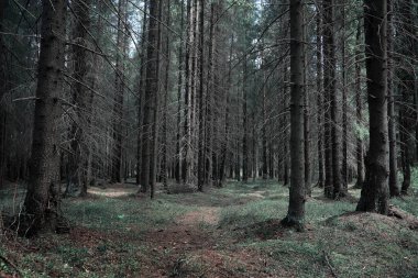 Çam ormanı. Bir ormanın derinliklerinde. Orman yolları ile yolculuk. T