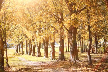 Parkta sonbahar arka plan