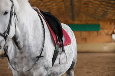 İnsanlar ahşap bir arenada at eğitiminde.