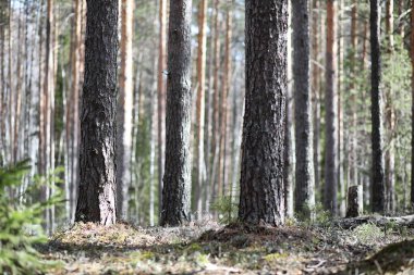 Çam ormanı içinde kar altında baharın başlangıcı. Orman BM