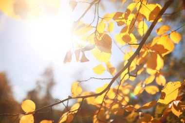 Parkta sonbahar arka plan