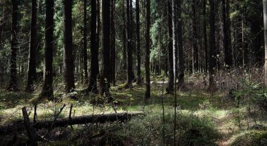 Çam ormanı. Bir ormanın derinliklerinde. Orman yolları ile yolculuk. T