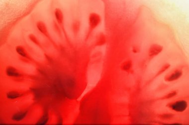 Kırmızı domates tohumları doku ile ikiye böldüm