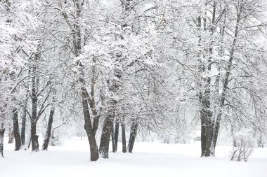 Kış manzarası. Karların altındaki orman. Parkta kış.
