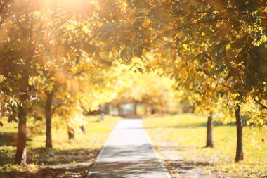 Parkta sonbahar arka plan