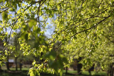 Bahar doğa. Yaprakları ve çalılar ilk yeşil yaprakları ile 