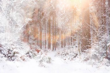 Kış manzarası. Karların altındaki orman. Parkta kış.