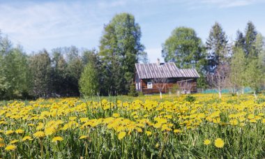 Yatay yaz mevsimindeyiz. Yeşil ağaç ve otların arasında kırsal arazi
