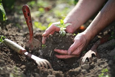 Eller yere iniş için küçük Fideler