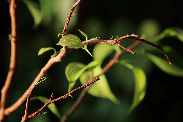 Небольшие Листья Ветке — стоковое фото