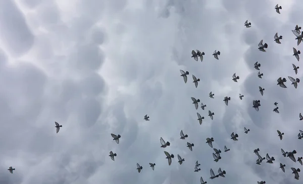 Rain clouds in the sky and a flock of pigeons. The religious con