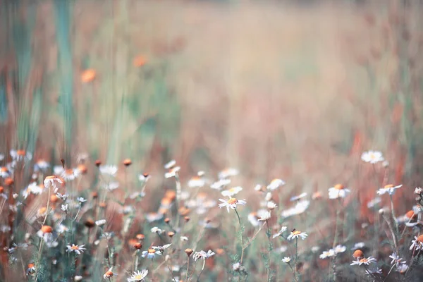 Flor selvagem. Pequenas flores em um prado verde . — Fotografia de Stock