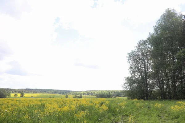 El paisaje es verano. Árboles verdes y hierba en una tierra rural —  Fotos de Stock