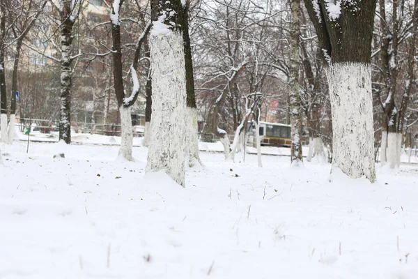 Parque Inverno Com Árvores Cobertas Neve Caminho — Fotografia de Stock