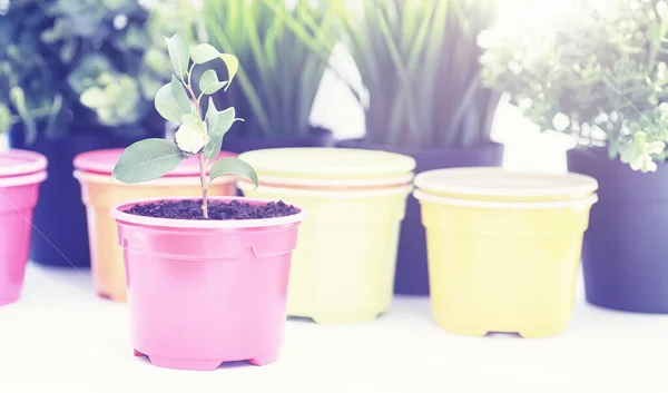 Planta en maceta en un trasplante y cuidado — Foto de Stock