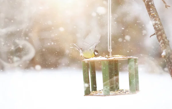 Lilla mes på tråg äter. Vinter fågel. — Stockfoto